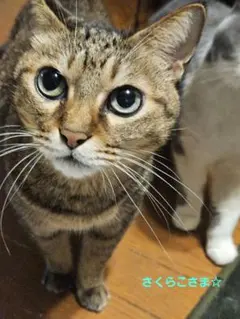 さくらこ様 リクエスト 5点 まとめ商品