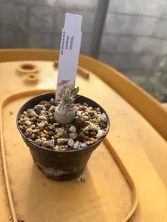 Pachypodium namaquanum 光堂塊根植物のサムネイル