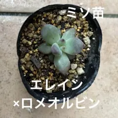 ㉜ミソ苗 さくらホイップ❣️桃ホイップ❣️ミニマカロン❣️桜大福❣️メルカリ便込 2025年最新】ミソップ ミソ苗の人気アイテム - メルカリ