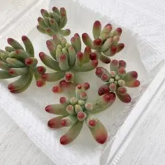 2026年最新】多肉植物 カット苗 乙女心の人気アイテム - メルカリ