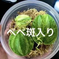 yumyum!様　スイカぺぺ斑入り　葉挿し3枚