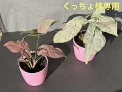 くっちょ様 リクエスト 2点 まとめ商品