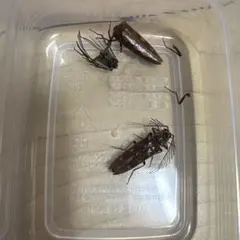 大きなヤゴの抜け殻 乾燥標本 7匹セット - メルカリ