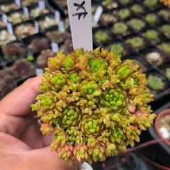オロスタキス4種アソートセット多肉植物子持ち蓮華ピーチパーフェクト
