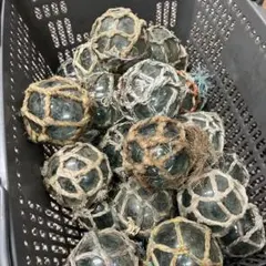 北刻印】ガラス玉 浮き玉 ビン玉 漁具 アンティーク レトロ 30cm
