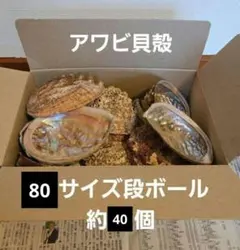 鮑の貝殻　大サイズ 2個　コーティング済 鮑の貝殻 大サイズ 2個 コーティング済 鮑の貝殻 大サイズ 2個