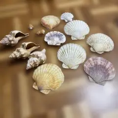 巻貝、貝殻他、インテリア置物