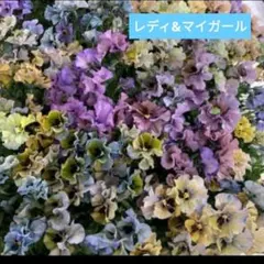 人気　ビオラ　種　レディ　マイガール　mix計15粒　種　パンジーのサムネイル