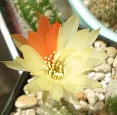 花サボテン 黄花白檀Ｂ カキ子２本 サボテン