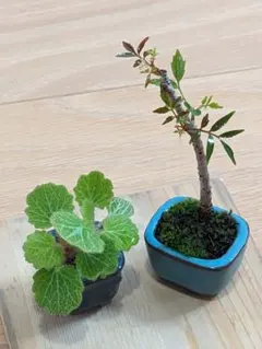盆栽 2点セット ミニ盆栽 鉢植えのサムネイル