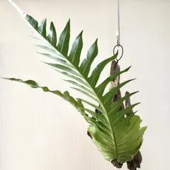 ウッティファナラ・マヌーニャ・ピンク 希少洋ラン 観葉植物 吊り下げ