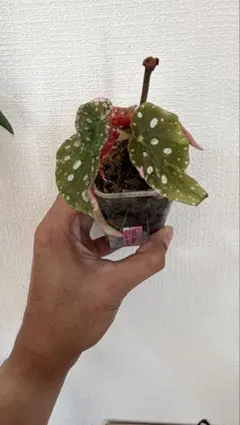 2025年最新】ベゴニア マクラータの人気アイテム - メルカリ