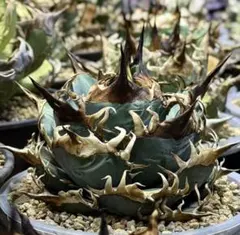 2025年最新】アガベチタノタ 子株の人気アイテム - メルカリ