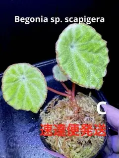 Begonia sp. Ha Giang 原種 ベゴニア ハジャン 小株 - メルカリ