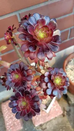 ★黒法師・アエオニウム★多肉植物　観葉植物　カット苗 2本　約7cmのサムネイル