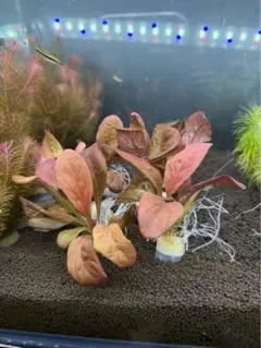 ☆STAR☆様 リクエスト 2点 まとめ商品