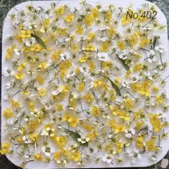 No,402 アリッサム280輪＋α ドライフラワー花材