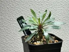 【セール中‼︎】フォークイエリアプルプシー 実生のサムネイル
