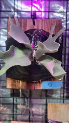 ビカクシダ　5種セット　OMG、エルサ、ハクナマタタ、ペドロ、RU309 ビカクシダ 5種セット OMG、エルサ、ハクナマタタ、ペドロ、RU309