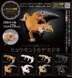 いきもの大図鑑アドバンス ヒョウモントカゲモドキ 5種セット