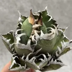 2025年最新】スーパーチタノタの人気アイテム - メルカリ