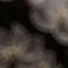 あやめ様専用ページ