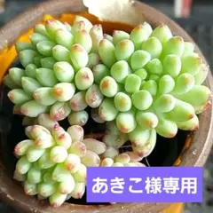 あきこ様 リクエスト 2点 まとめ商品