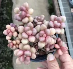 な*ち様 No.u42新入荷　グラプトベリア ‘アバンギャルド’ エケベリア