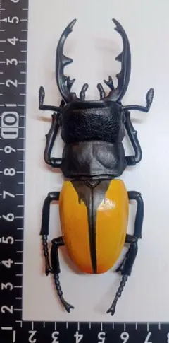 2026年最新】標本クワガタの人気アイテム - メルカリ