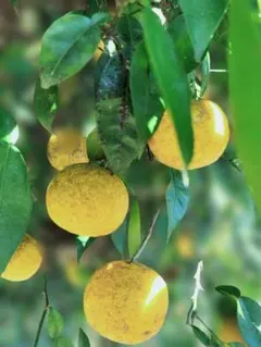 F様ご依頼品　実生本柚子8㌔