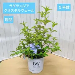 正規品　タグなし　ラグランジア　クリスタルヴェール　５号鉢のサムネイル