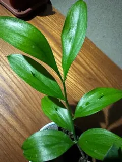 2025年最新】ルスカス 苗の人気アイテム - メルカリ