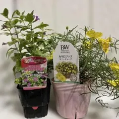 宿根草・多年草【フィロティカ・ノディフローラ】3.5号【鮮やかな
