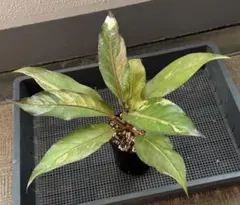 2026年最新】アンスリウム 観葉植物の人気アイテム - メルカリ
