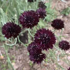 自家採取❁セントーレアブラックボールの種約30粒❁