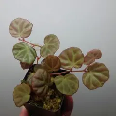 aco様 リクエスト 2点 まとめ商品