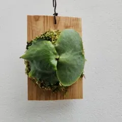 2025年最新】大株 ビカクシダの人気アイテム - メルカリ