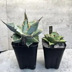 【値下げ】コレクション株　アガベ　ノーネーム　ボールタイプ　極上株 2025年最新】アガベ チタノタ ノーネームの人気アイテム - メルカリ