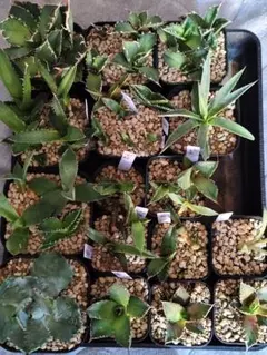 2026年最新】厳竜錦の人気アイテム - メルカリ