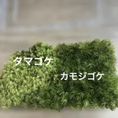 2026年最新】カモジゴケの人気アイテム - メルカリ