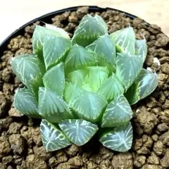 多肉植物 ハオルチア 白月万象錦 透明窓 糊斑 - メルカリ