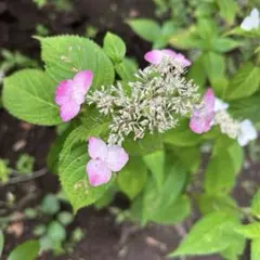 2026年最新】ヤマアジサイ 苗の人気アイテム - メルカリ