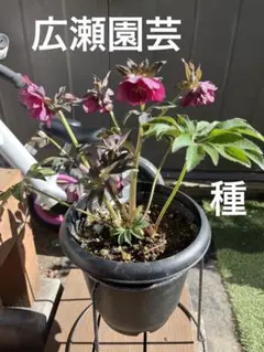 広瀬園芸✨ダークパープル✨ダブル♥クリスマスローズ✨剣弁✨来季用