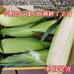 収穫終了間近！本日朝採り！ピュアホワイトコンパクトボックス4本（白いとうもろこしのサムネイル