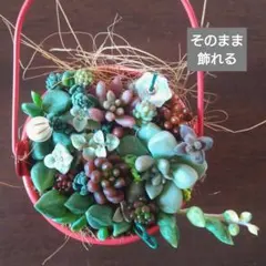 そのまま飾れる 寄せ植え 多肉 アップルベリー オーロラなど ブリキバケツ1D