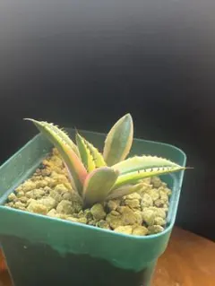 アガベ スナグルトゥース5株カキコ胴切り子株 アガベ スナグルトゥース5株カキコ胴切り子株 アガベ】スナグル