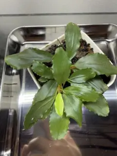 Bucephalandra sp. Pearl gray【TB】 - メルカリ