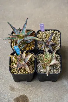 2025年最新】アロエ ハイブリッドの人気アイテム - メルカリ