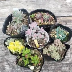 多肉植物　スプリングワンダー×乙女心　小梅　パープルヘイズ　など