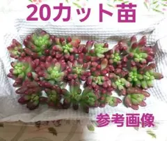 虹の玉錦オーロラ カット苗 20苗セット 多肉植物